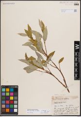 Foto von Salix farriae C. R. Ball